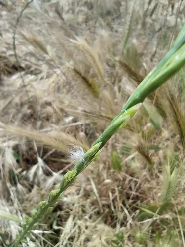 Photo: (c) Daniel Heras González, some rights reserved (CC BY) · cc-by · via iNaturalist Perennial Ryegrass (Lolium perenne), photograph