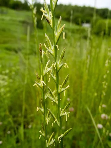 Photo: (c) katunchik, some rights reserved · CC BY · via iNaturalist perennial ryegrass (Lolium perenne), photograph