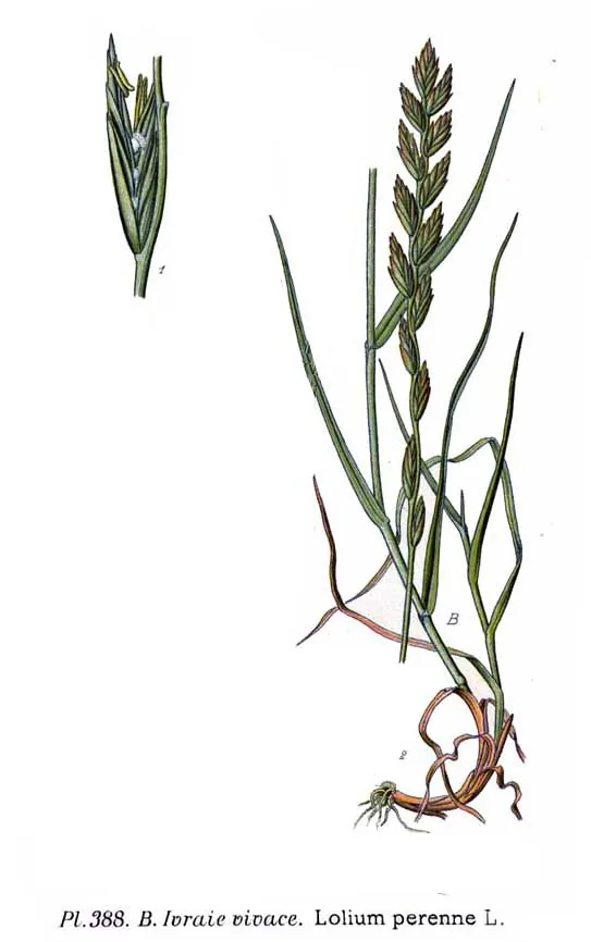 Perennial Ryegrass (Lolium perenne), botanical illustration