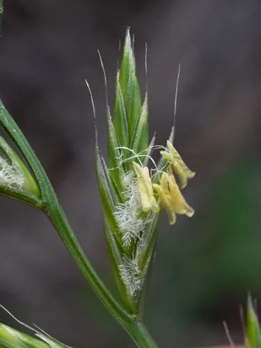 Perennial Ryegrass (Lolium perenne), photograph