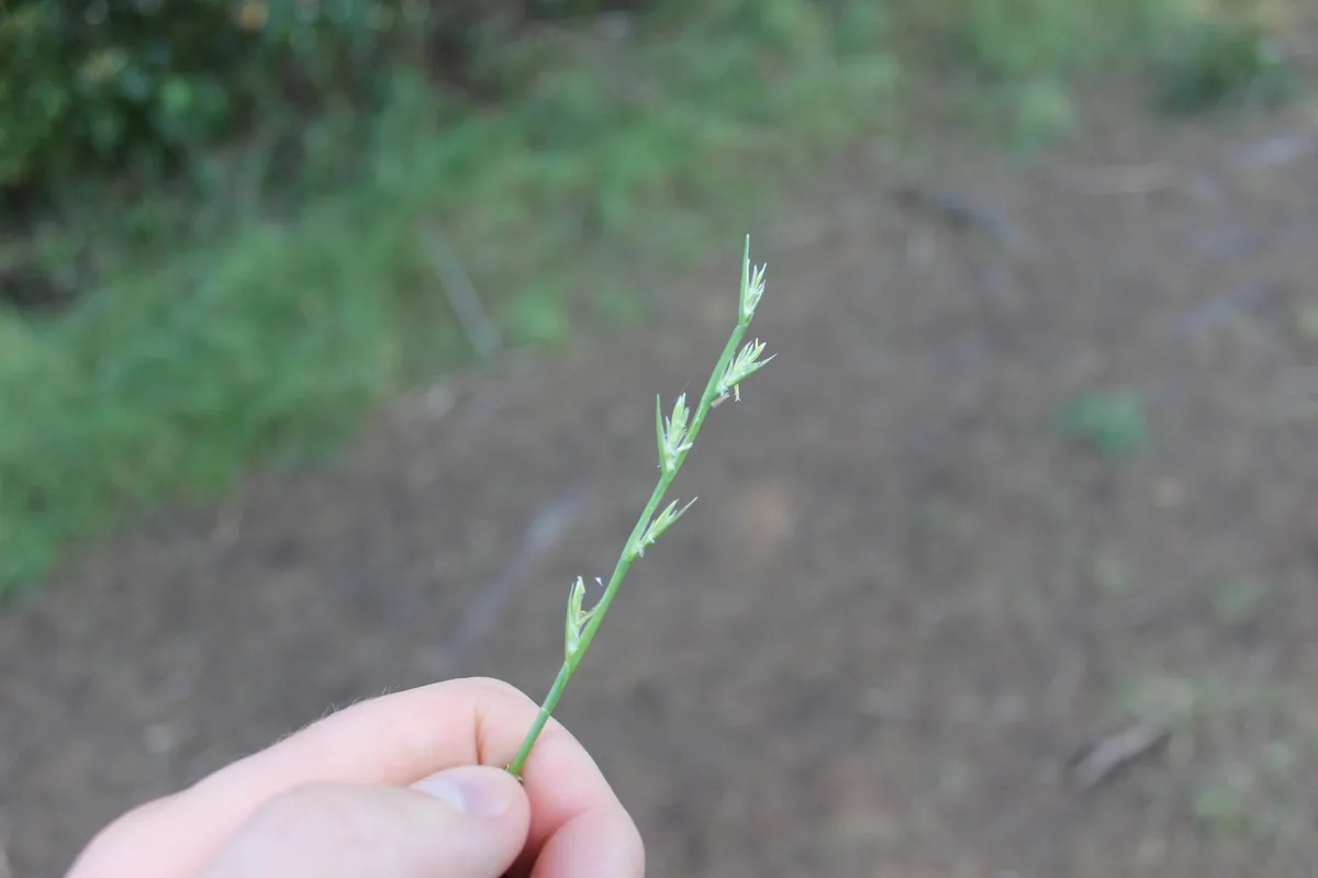 Wimmera ryegrass (Lolium rigidum), photograph