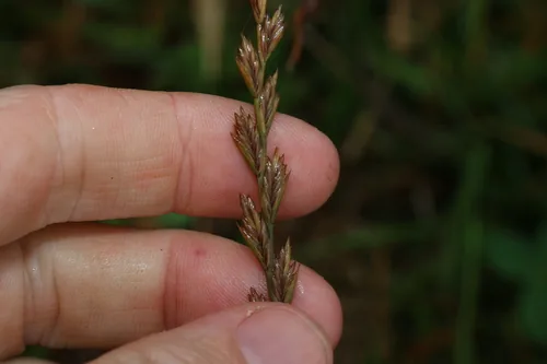 Wimmera ryegrass (Lolium rigidum), photograph