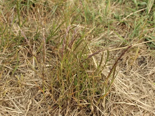 Photo: (c) Joe Dillon, some rights reserved · CC BY · via iNaturalist Wimmera ryegrass (Lolium rigidum), photograph