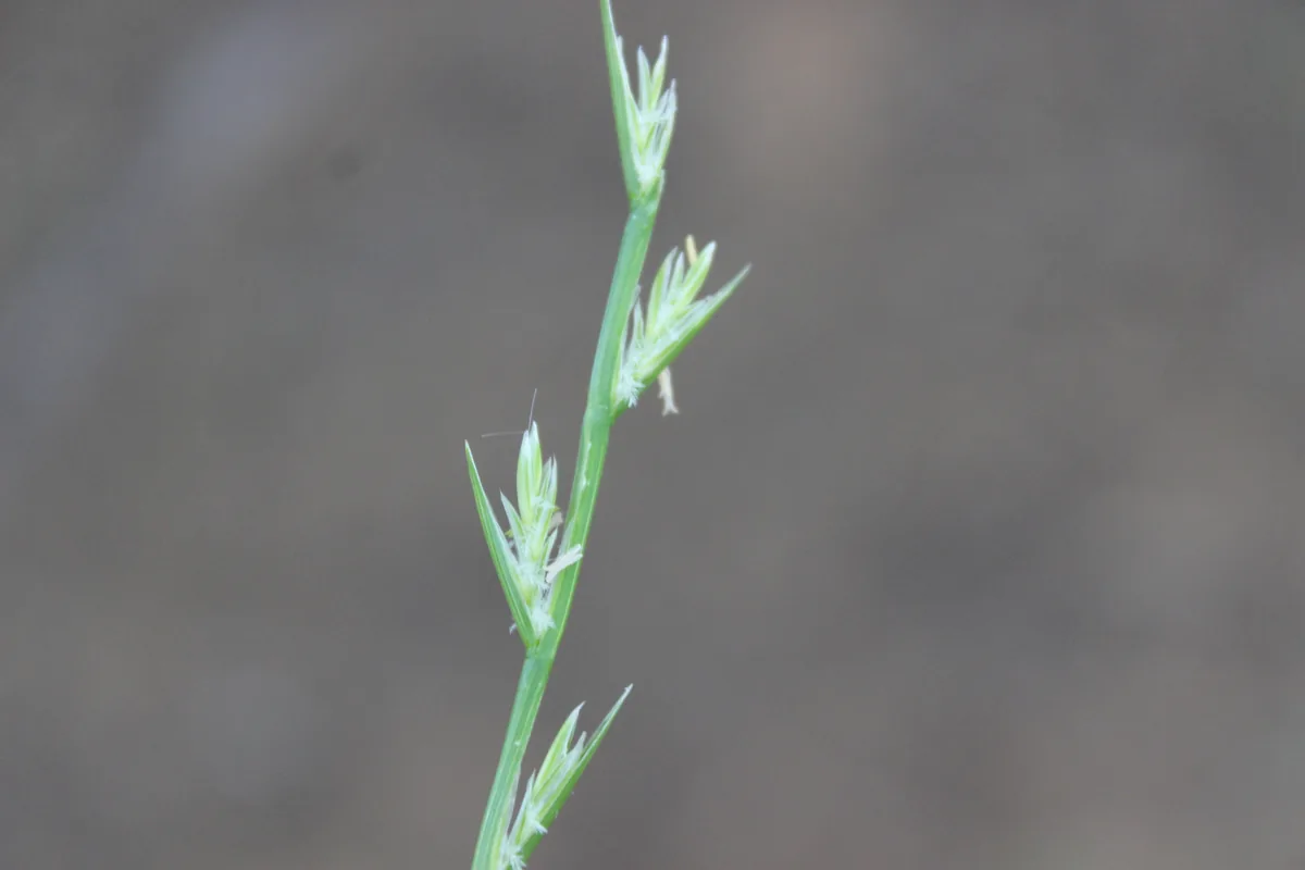 Wimmera ryegrass (Lolium rigidum), photograph