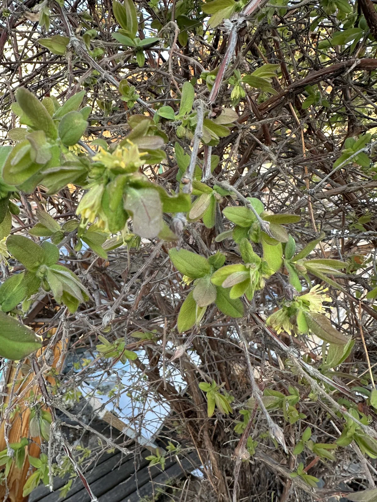 honeyberry (Lonicera caerulea), photograph