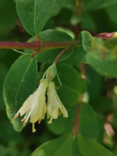 honeyberry (Lonicera caerulea), photograph