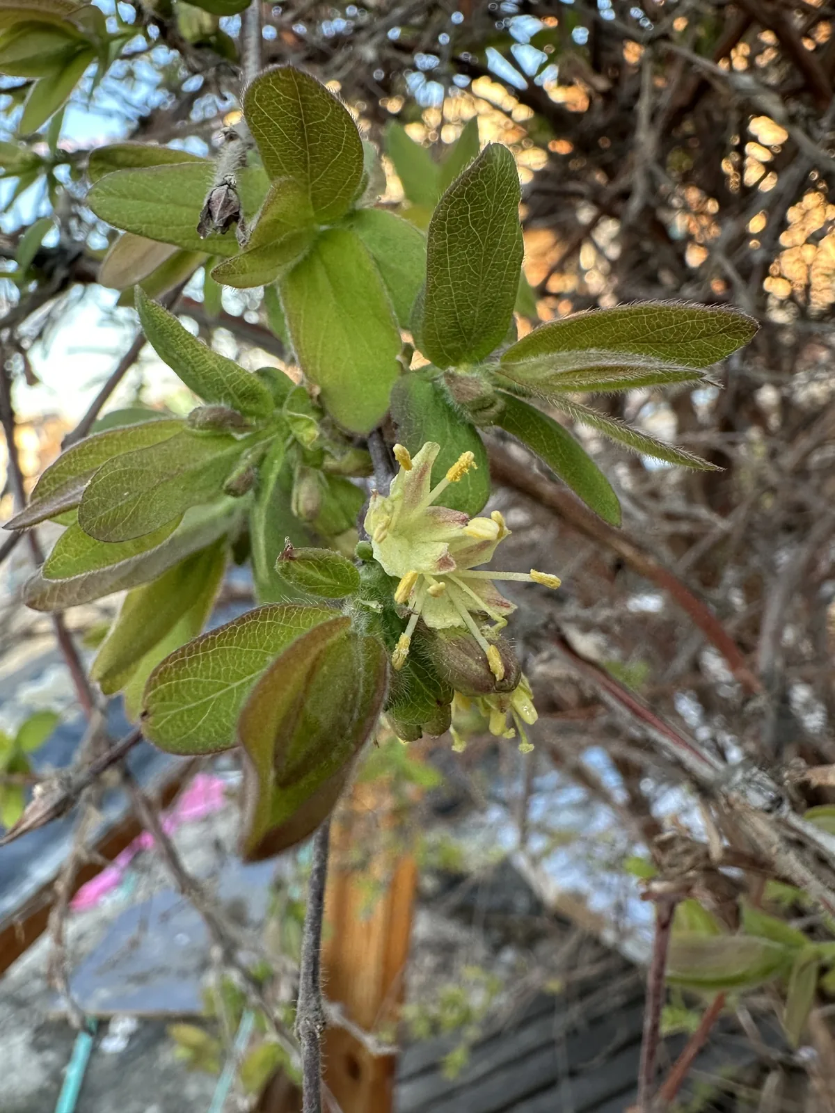 honeyberry (Lonicera caerulea), photograph