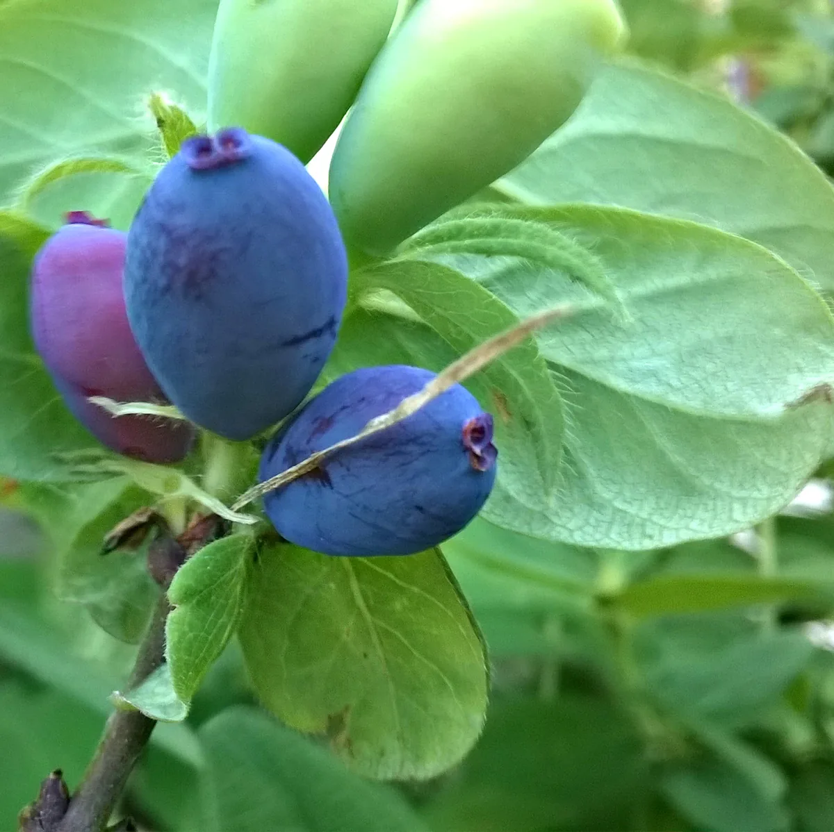 Photo: Eiku, , via Wikimedia Commons · CC BY-SA 4.0 · via Wikimedia Commons honeyberry (Lonicera caerulea), photograph