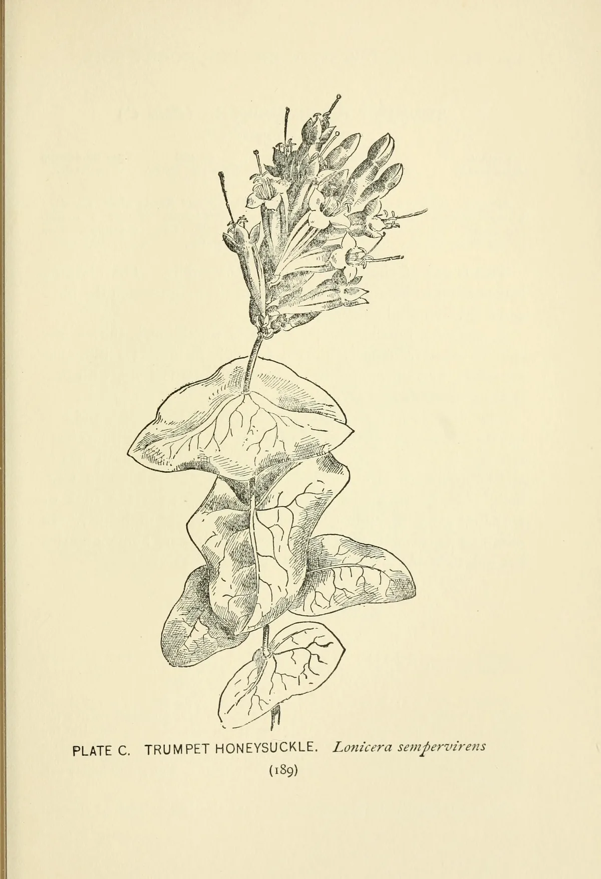 Trumpet Honeysuckle (Lonicera sempervirens), botanical illustration