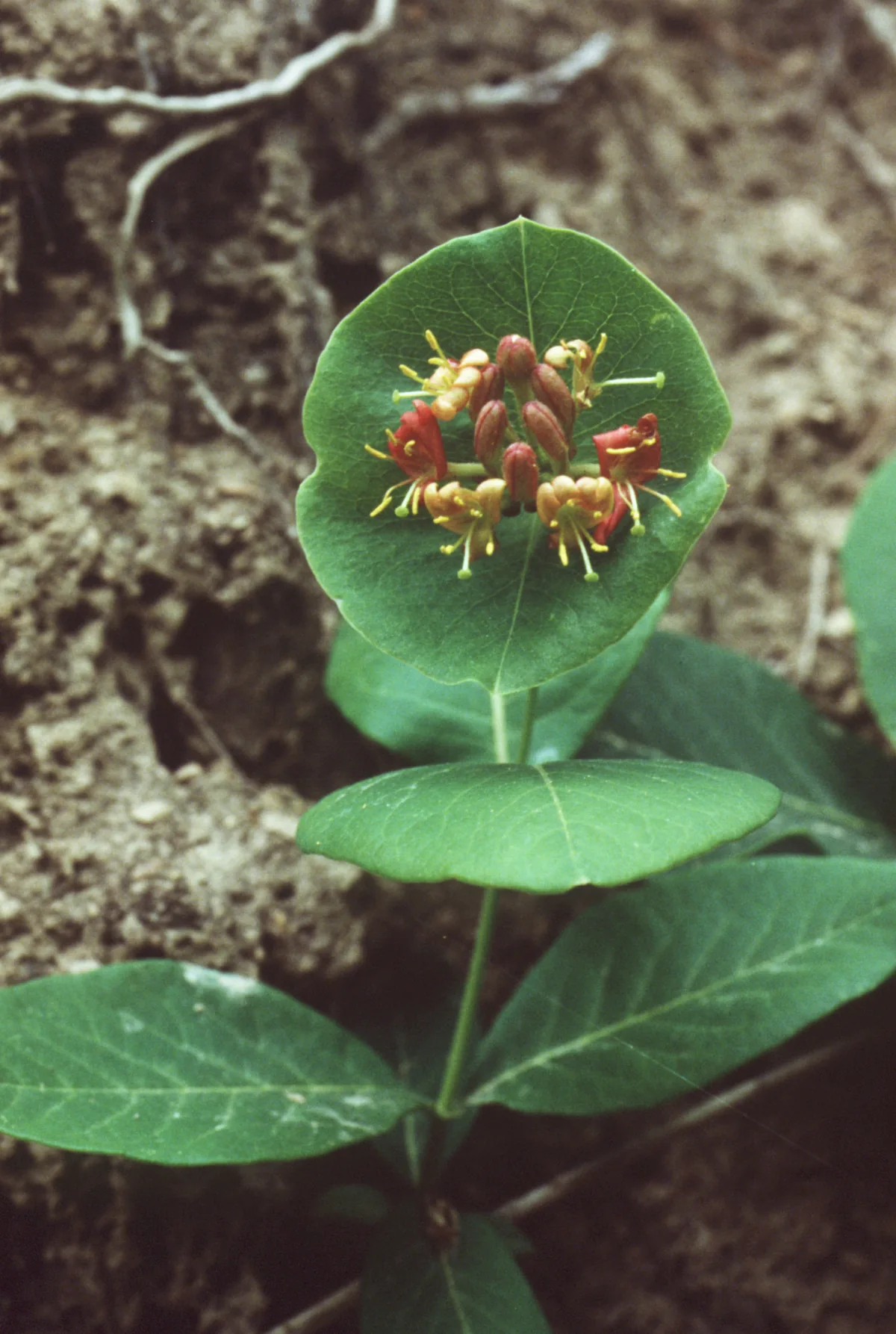 Trumpet Honeysuckle (Lonicera sempervirens), photograph