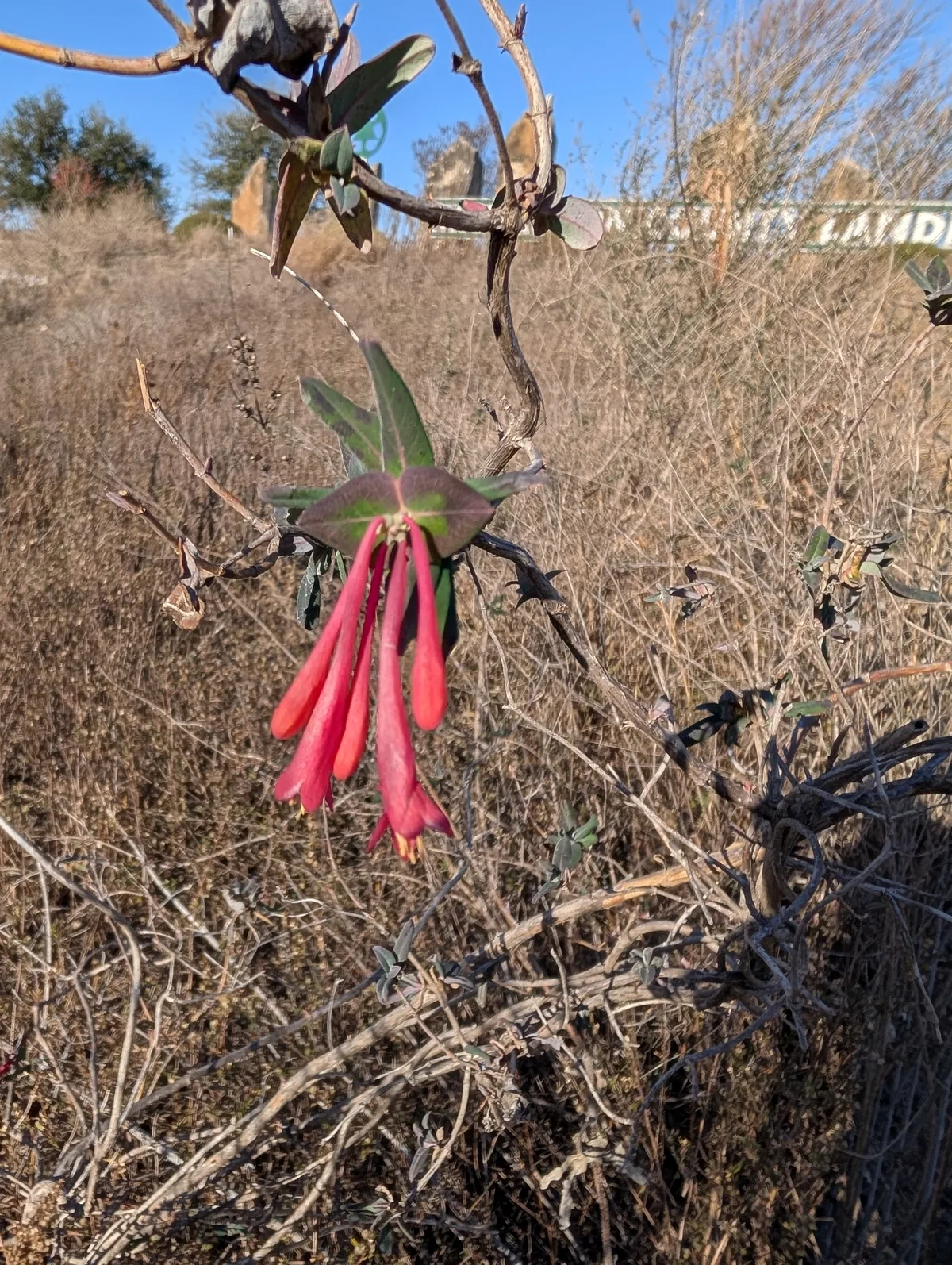 Trumpet Honeysuckle (Lonicera sempervirens), photograph