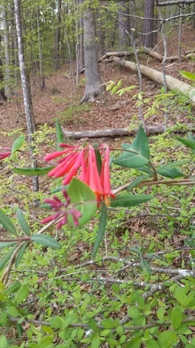 Photo: no rights reserved · cc0 · via iNaturalist Trumpet Honeysuckle (Lonicera sempervirens), photograph