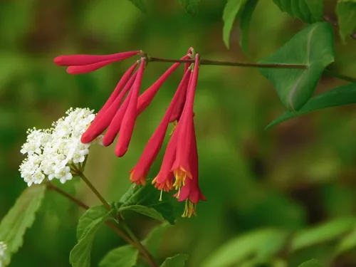 Photo: (c) Michael J. Papay, some rights reserved · CC BY · via iNaturalist Coral Honeysuckle (Lonicera sempervirens), photograph
