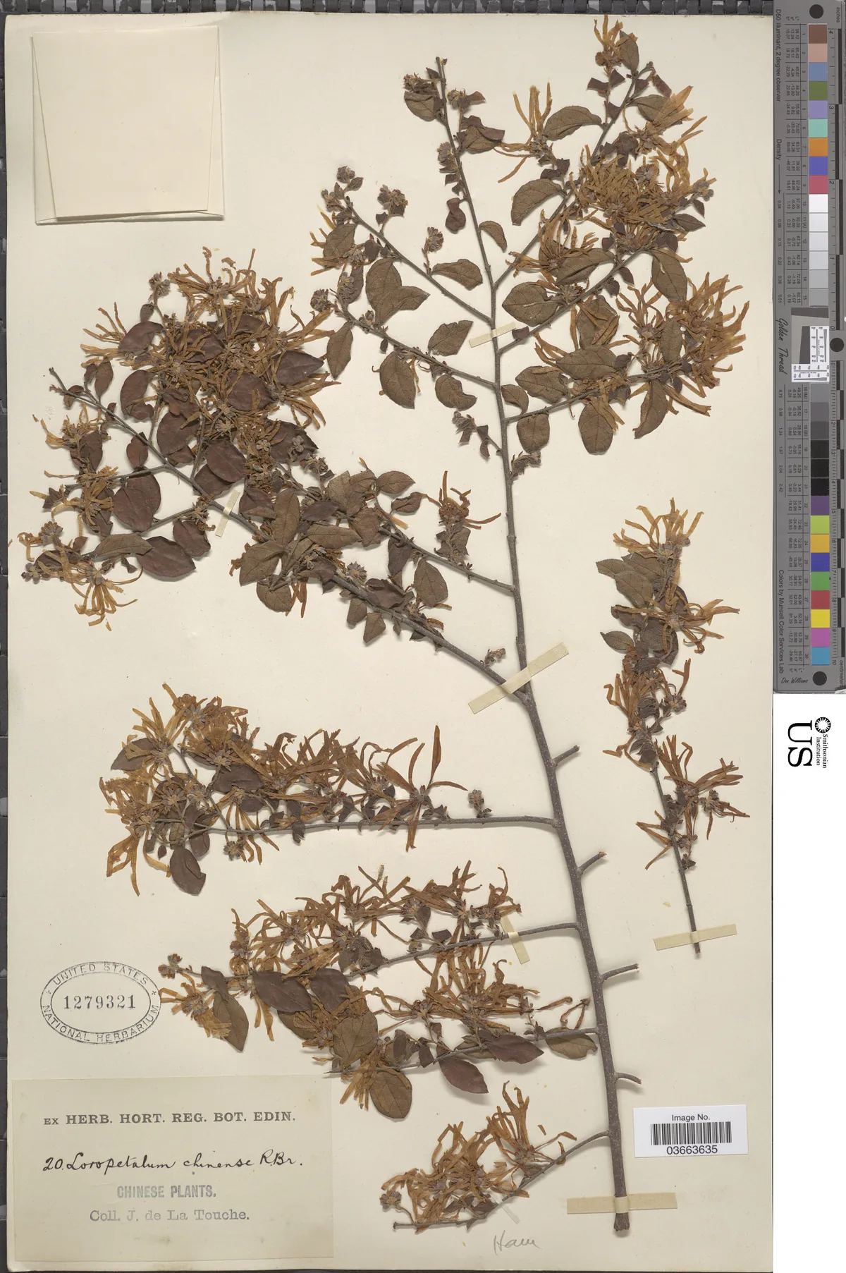 loropetalum (Loropetalum chinense), photograph
