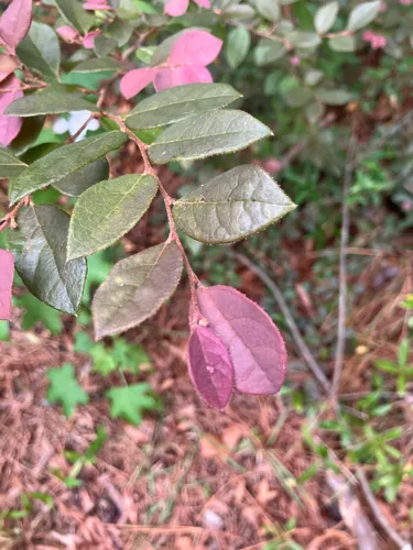 loropetalum (Loropetalum chinense), photograph