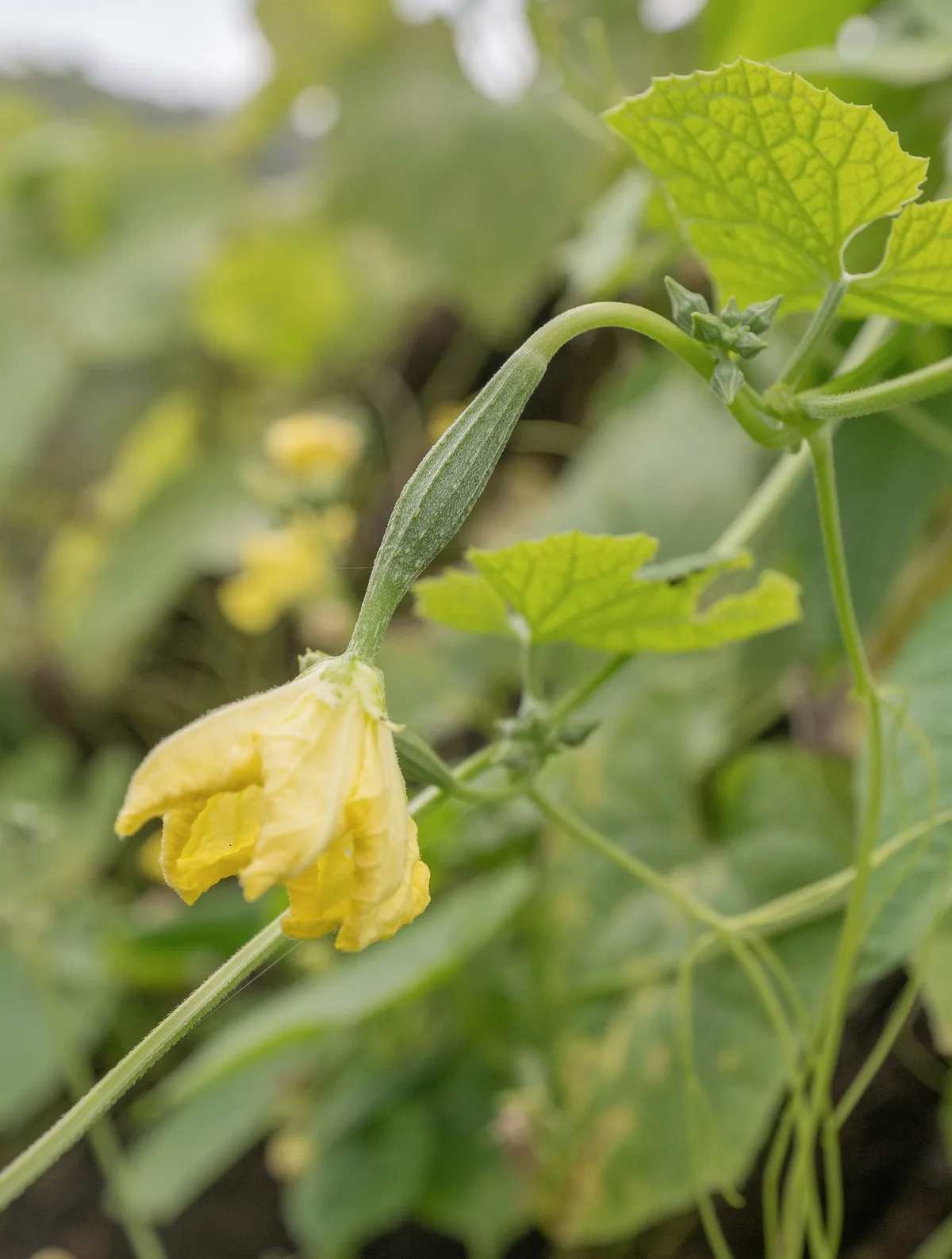 angled loofah (Luffa acutangula), photograph