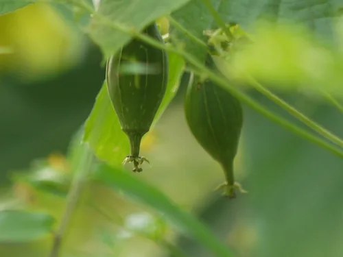 Photo: (c) Dinesh Valke, some rights reserved · CC BY-SA · via iNaturalist angled loofah (Luffa acutangula), photograph