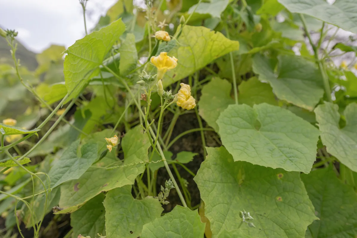 angled loofah (Luffa acutangula), photograph
