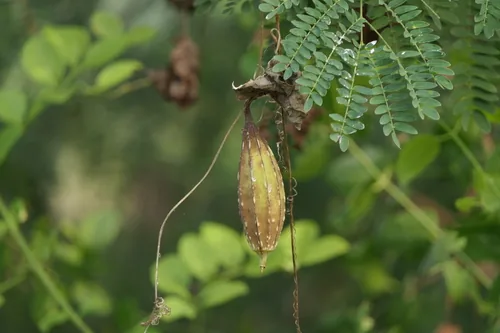 angled loofah (Luffa acutangula), photograph