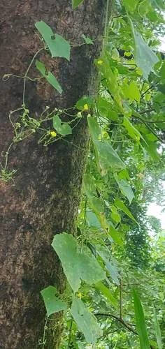 angled loofah (Luffa acutangula), photograph