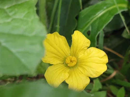 luffa (Luffa aegyptiaca), photograph