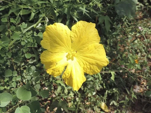 luffa (Luffa aegyptiaca), photograph