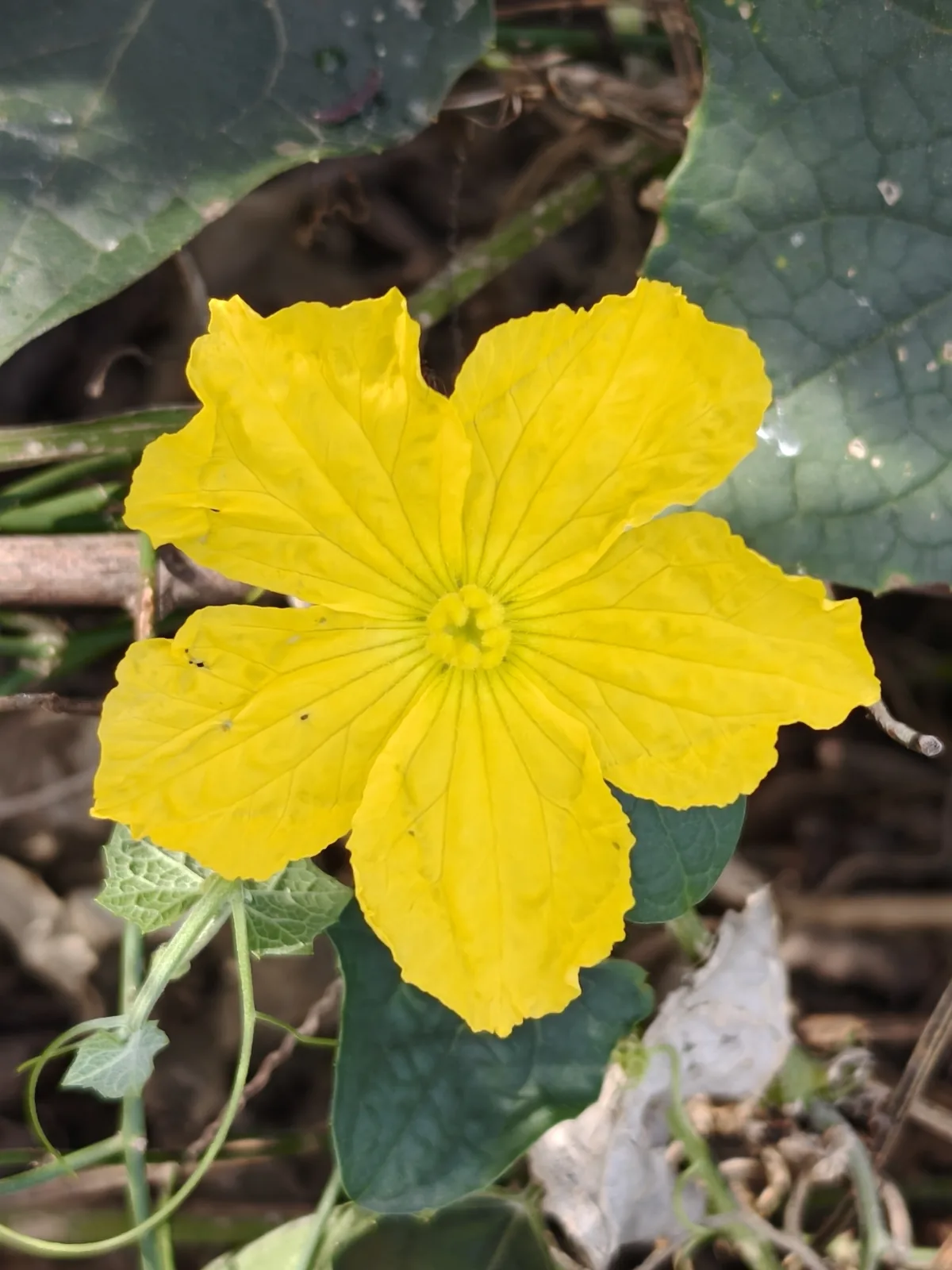 luffa (Luffa aegyptiaca), photograph