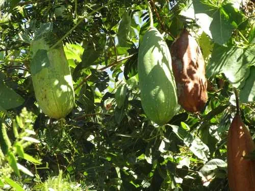 Photo: (c) Breno Figueiredo, some rights reserved · CC BY · via iNaturalist luffa (Luffa aegyptiaca), photograph