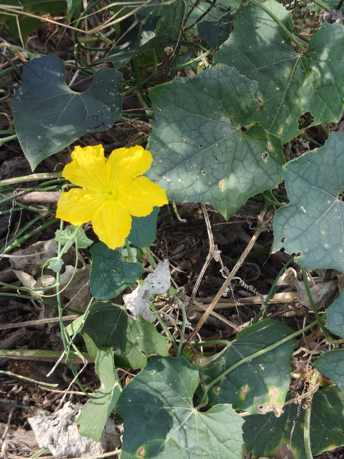 luffa (Luffa aegyptiaca), photograph