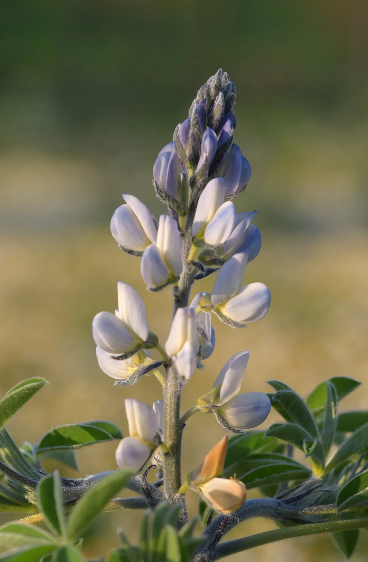 White Lupin (Lupinus albus), photograph