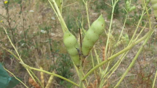 Photo: (c) zebedeugalinha, some rights reserved · CC BY · via iNaturalist white lupin (Lupinus albus), photograph