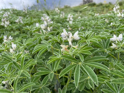 White Lupin (Lupinus albus), photograph