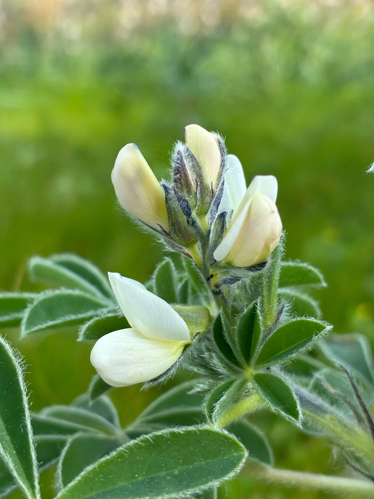 Photo: Pia Stermann, via iNaturalist · CC0 · via GBIF White Lupin (Lupinus albus), photograph