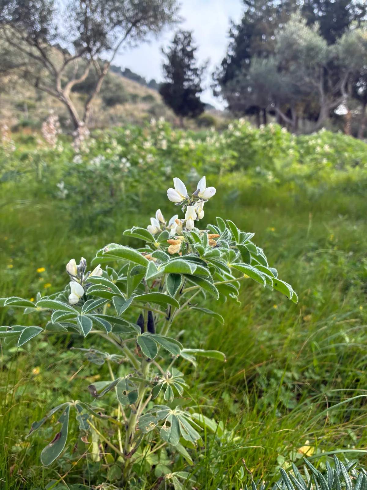 White Lupin (Lupinus albus), photograph