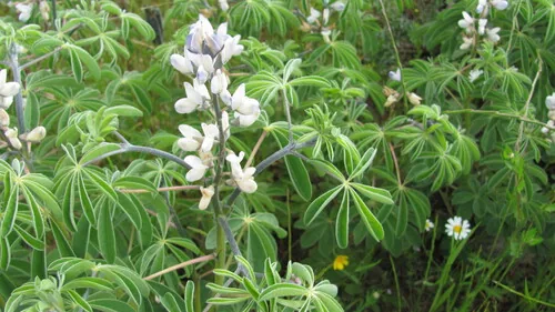 White Lupin (Lupinus albus), photograph