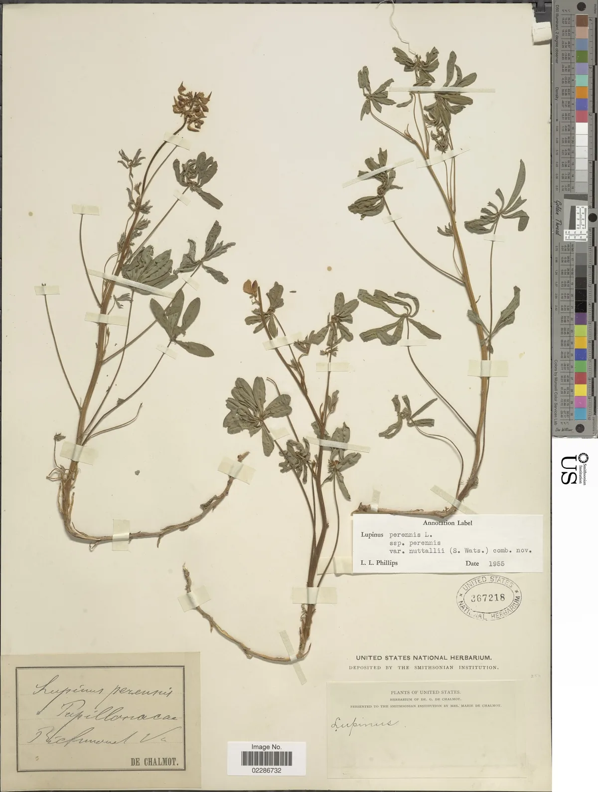 Wild Lupine (Lupinus perennis), photograph