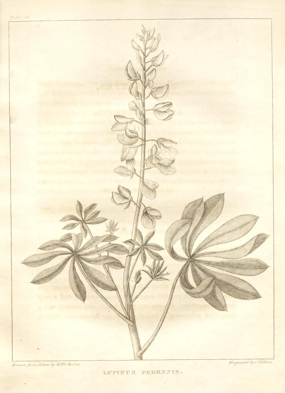 Wild Lupine (Lupinus perennis), botanical illustration