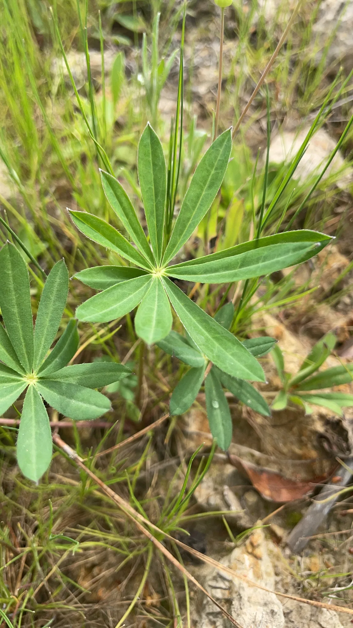 Wild Lupine (Lupinus perennis), photograph