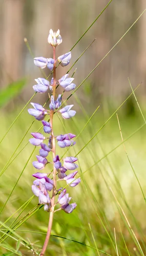 wild lupine (Lupinus perennis), photograph