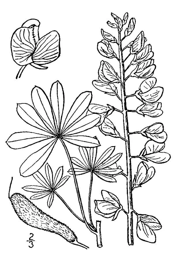 Wild Lupine (Lupinus perennis), botanical illustration