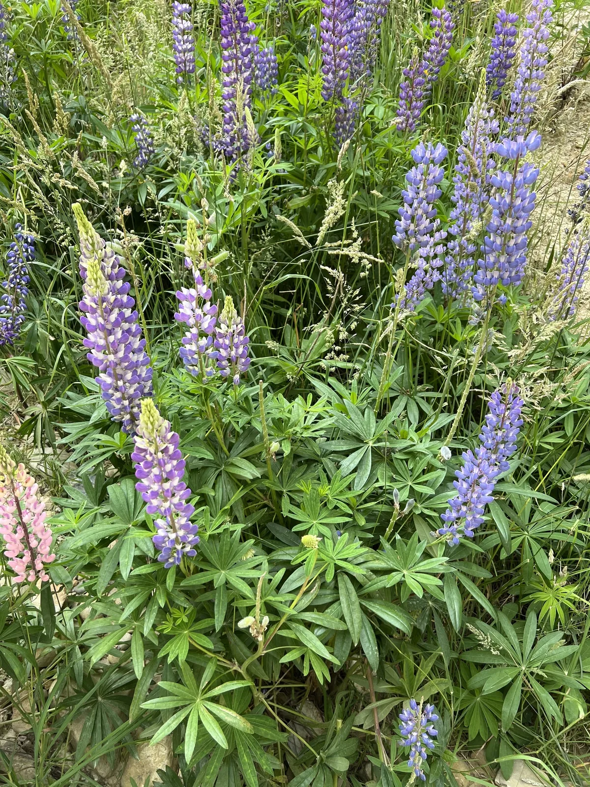 Lupine (Lupinus polyphyllus), photograph