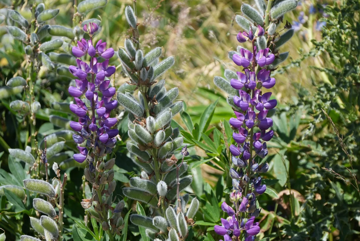 Lupine (Lupinus polyphyllus), photograph