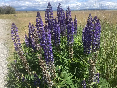 Lupine (Lupinus polyphyllus), photograph