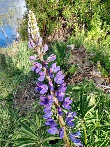 Lupine (Lupinus polyphyllus), photograph