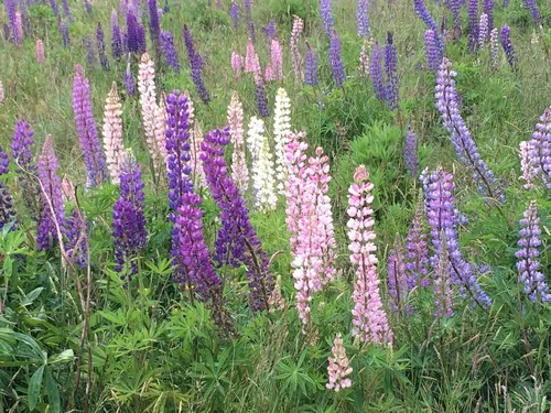 Photo: (c) Henrik Kibak, some rights reserved (CC BY) · cc-by · via iNaturalist Lupine (Lupinus polyphyllus), photograph
