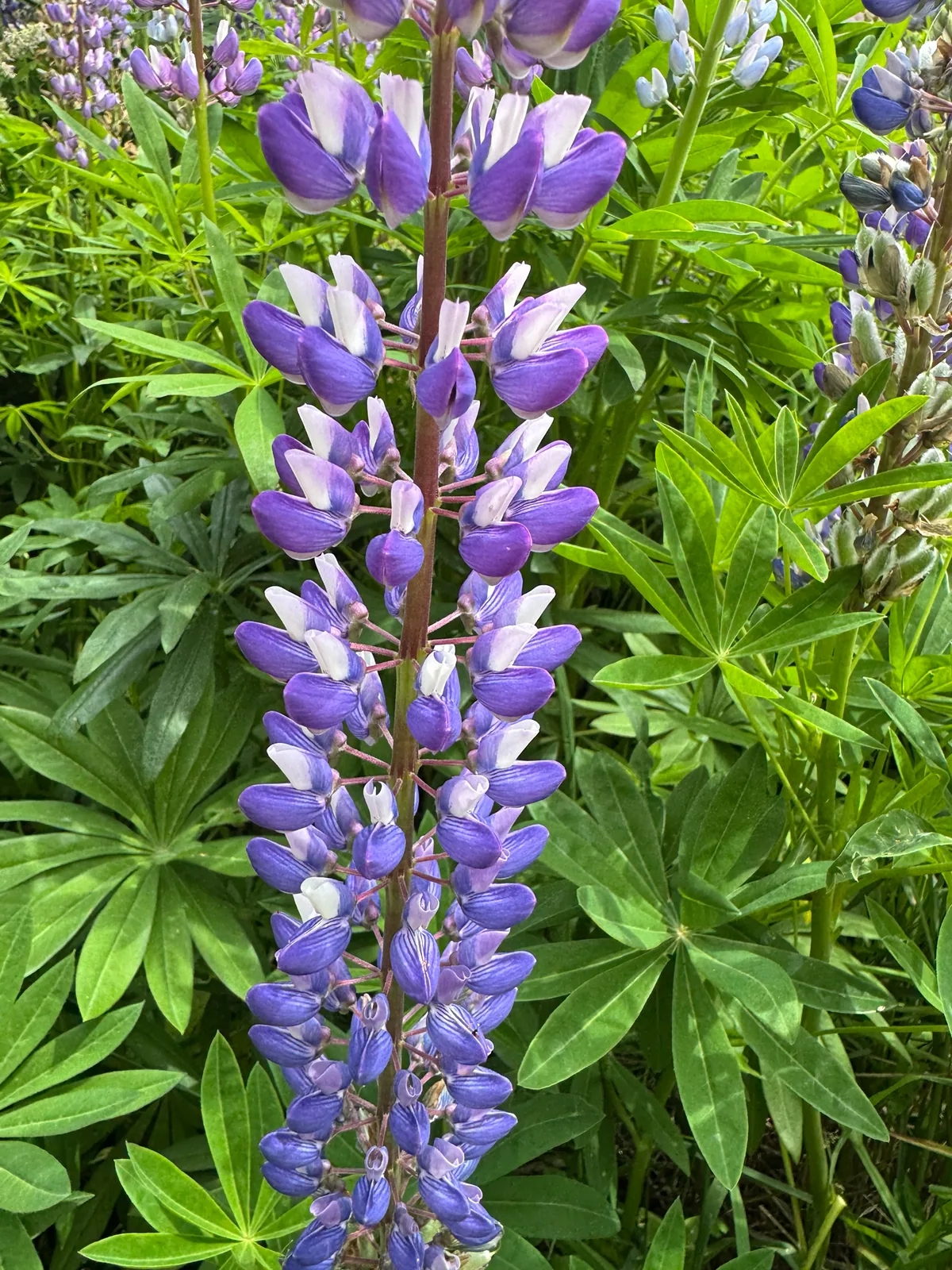 Photo: David Thompson, via iNaturalist · CC BY · via GBIF lupine (Lupinus polyphyllus), photograph