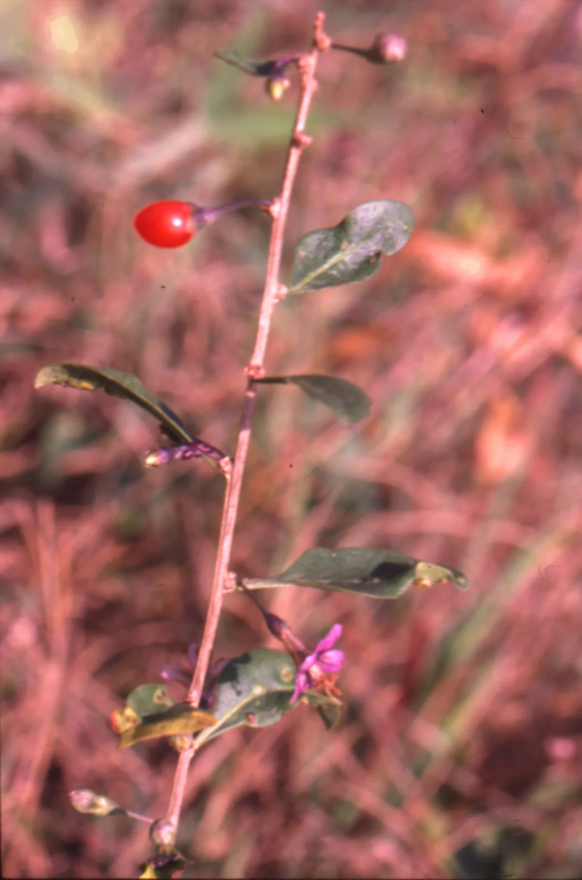 Goji Berry (Lycium barbarum), photograph