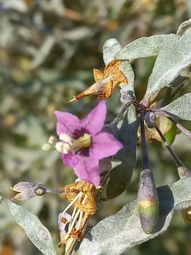 Goji Berry (Lycium barbarum), photograph