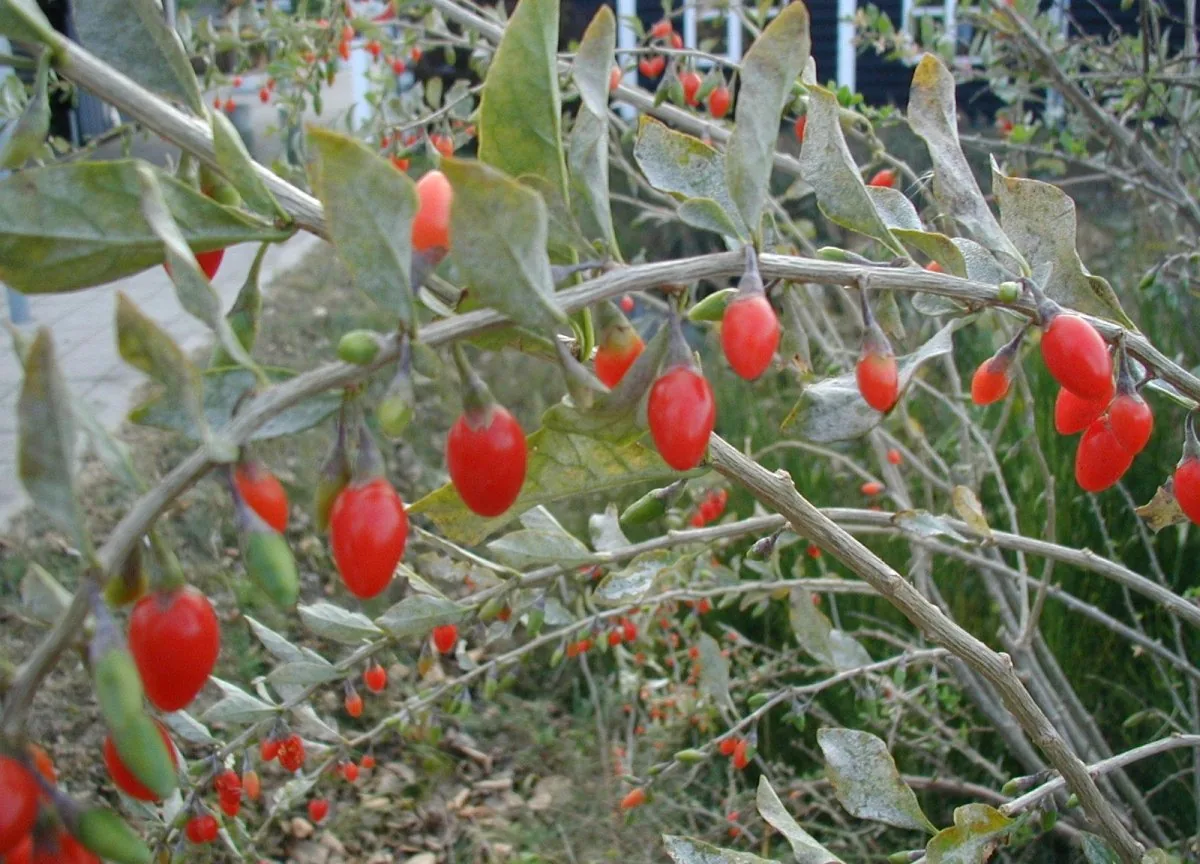 Goji Berry (Lycium barbarum), photograph