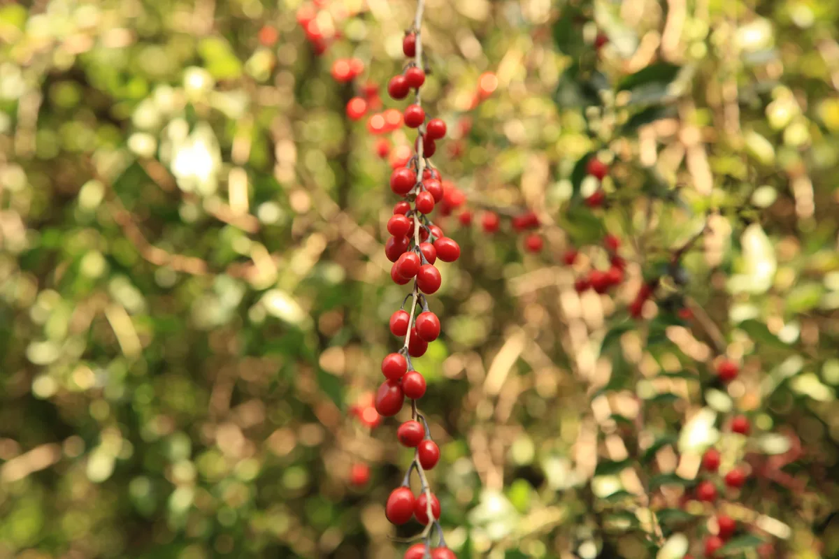 Photo: Frank Vincentz · CC BY-SA 3.0 · via Wikimedia Commons goji berry (Lycium barbarum), photograph